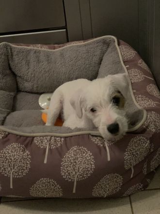 Schöne Parson Russell Terrier Mädels