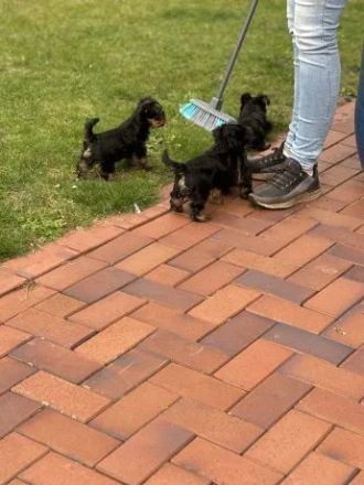 Yorkshire Terrier Welpen in liebevolle Hände abzugeben