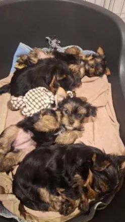 Yorkshire Terrier Welpen in liebevolle Hände abzugeben