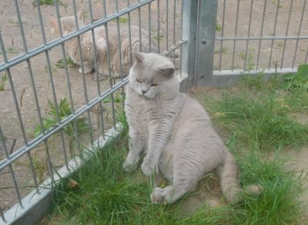 Britisch Kurzhaar Deckkater mit STB