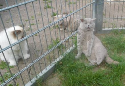 Britisch Kurzhaar Deckkater mit STB