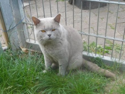 Britisch Kurzhaar Deckkater mit STB