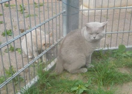 Britisch Kurzhaar Deckkater mit STB