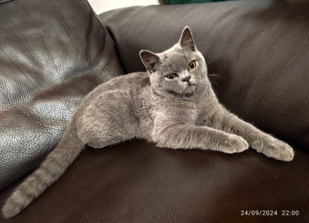 BKH katze 6 Monate alt