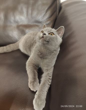 BKH katze 6 Monate alt