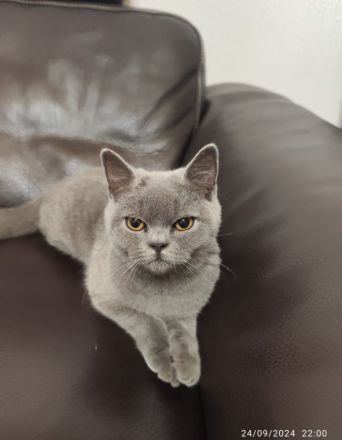 BKH katze 6 Monate alt