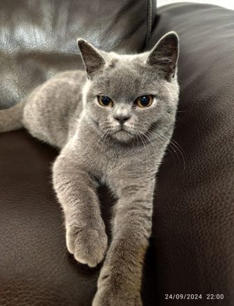 BKH katze 6 Monate alt