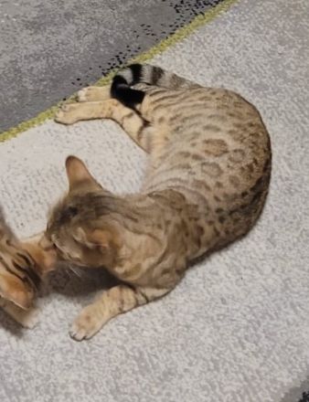 Reinrassige Bengalen Kater und Kätzin zum Züchten