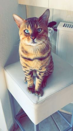 Reinrassige Bengalen Kater und Kätzin zum Züchten