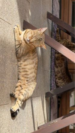 Reinrassige Bengalen Kater und Kätzin zum Züchten