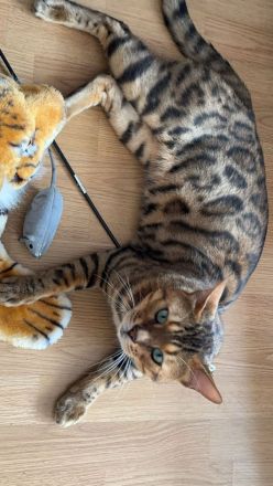 Reinrassige Bengalen Kater und Kätzin zum Züchten