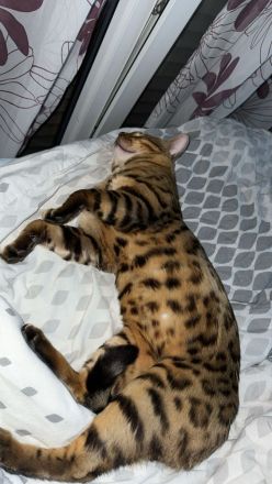 Reinrassige Bengalen Kater und Kätzin zum Züchten