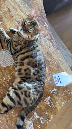 Reinrassige Bengalen Kater und Kätzin zum Züchten