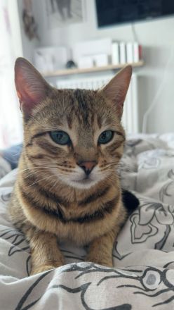 Reinrassige Bengalen Kater und Kätzin zum Züchten