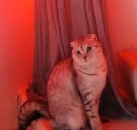 Schottin sucht zuhause