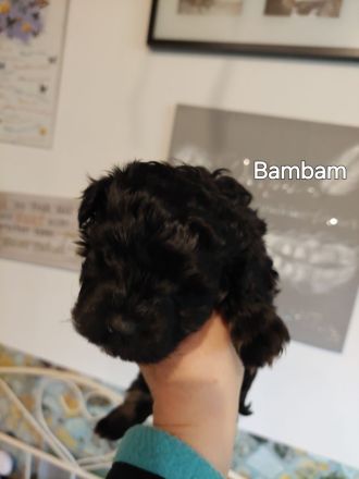 Bolonkazwetnawelpen suchen Kuschelplatz