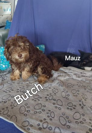 Bolonkazwetnawelpen suchen Kuschelplatz