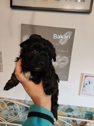 Bolonkazwetnawelpen suchen Kuschelplatz