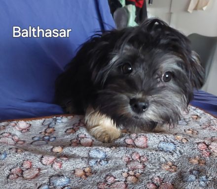 Bolonkazwetnawelpen suchen Kuschelplatz