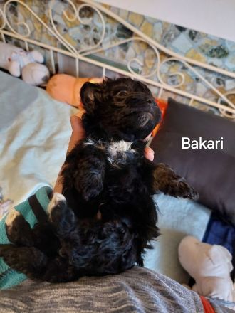 Bolonkazwetnawelpen suchen Kuschelplatz