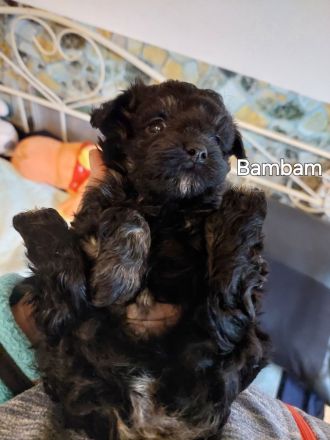 Bolonkazwetnawelpen suchen Kuschelplatz