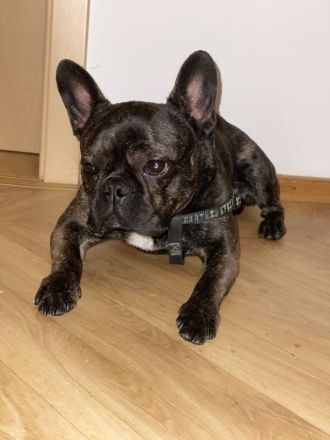 Coco sucht liebevolles Zuhause