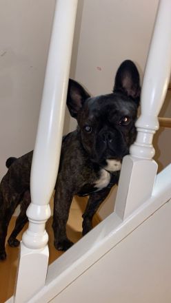 Coco sucht liebevolles Zuhause