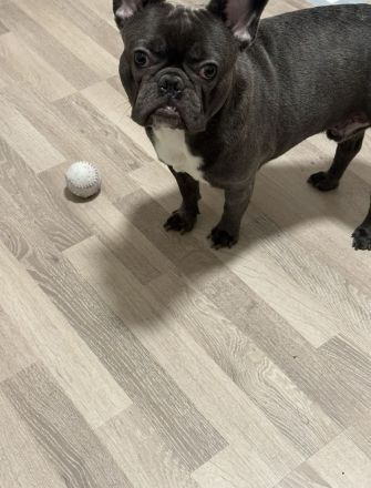 Französische Bulldogge