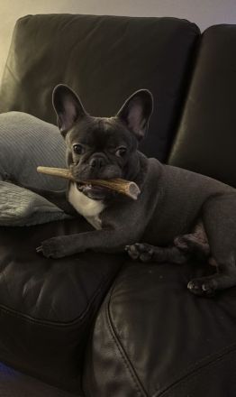 Französische Bulldogge