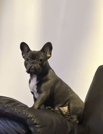 Französische Bulldogge