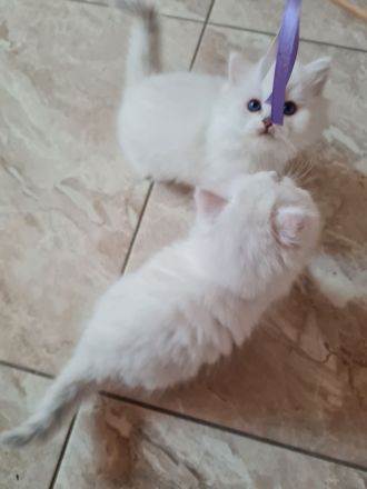 Süße bkh und blh Kätzchen suchen ihr liebevolles Zuhause