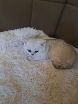 Süße bkh und blh Kätzchen suchen ihr liebevolles Zuhause