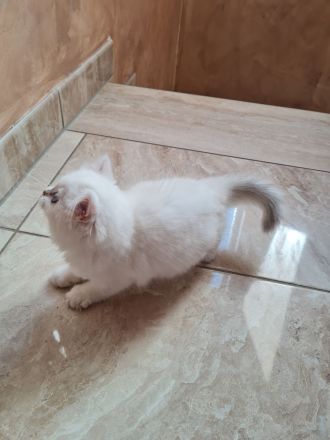 Süße bkh und blh Kätzchen suchen ihr liebevolles Zuhause