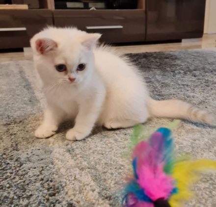 Süße bkh und blh Kätzchen suchen ihr liebevolles Zuhause