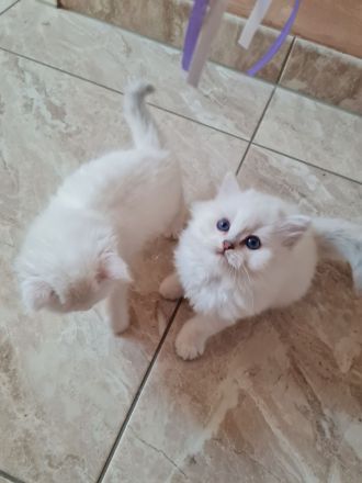 Süße bkh und blh Kätzchen suchen ihr liebevolles Zuhause