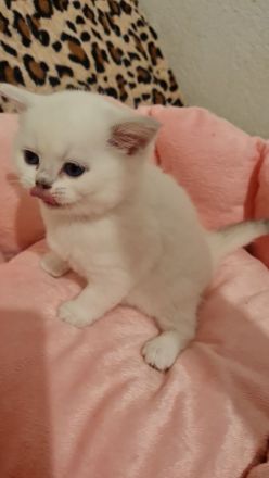 Süße bkh und blh Kätzchen suchen ihr liebevolles Zuhause