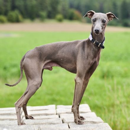 Italienische Windspielwelpen aus liebevoller Hausaufzucht mit VDH/FCI-Papieren