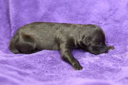 Italienische Windspielwelpen aus liebevoller Hausaufzucht mit VDH/FCI-Papieren