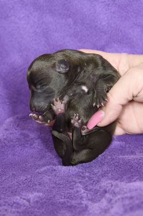 Italienische Windspielwelpen aus liebevoller Hausaufzucht mit VDH/FCI-Papieren