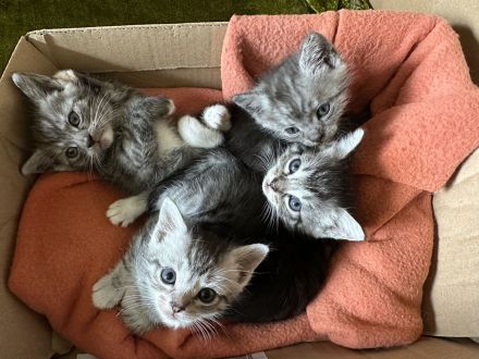 4 Babykatzen BKH\Persisch