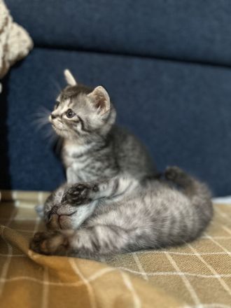 4 Babykatzen BKH\Persisch