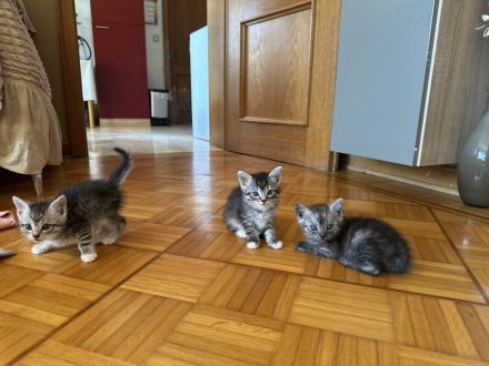 4 Babykatzen BKH\Persisch