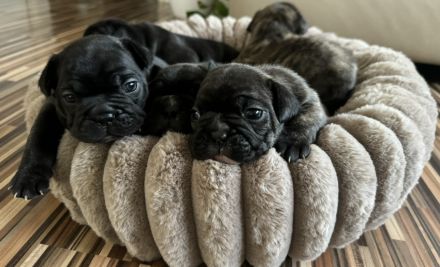Reinrassige französische Bulldoggen Welpe