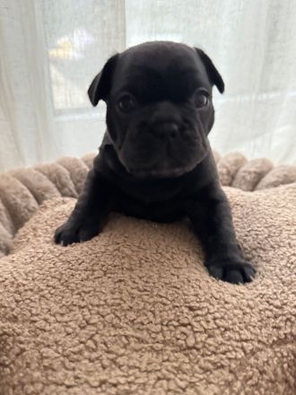 Reinrassige französische Bulldoggen Welpe