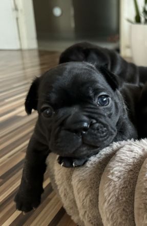 Reinrassige französische Bulldoggen Welpe