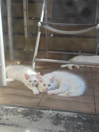 Reinrassige Türkisch Angora Kitten abzugeben