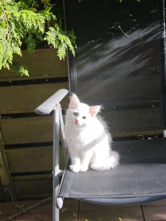 Reinrassige Türkisch Angora Kitten abzugeben