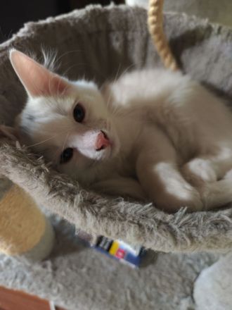 Reinrassige Türkisch Angora Kitten abzugeben