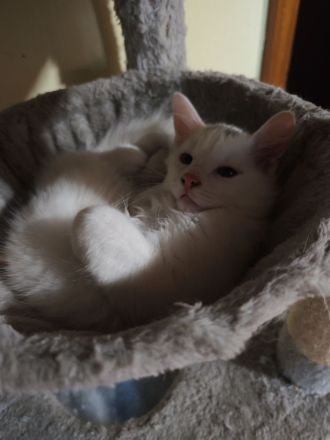 Reinrassige Türkisch Angora Kitten abzugeben