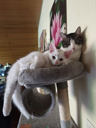 Reinrassige Türkisch Angora Kitten abzugeben